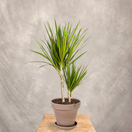 Dracena 'Green' | Tomaszewski