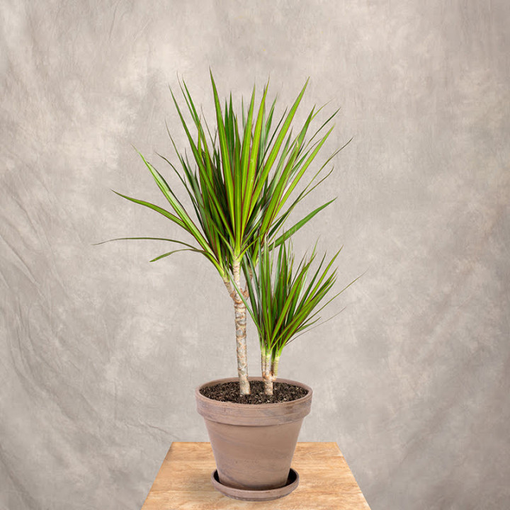 Dracena 'Green' | Tomaszewski