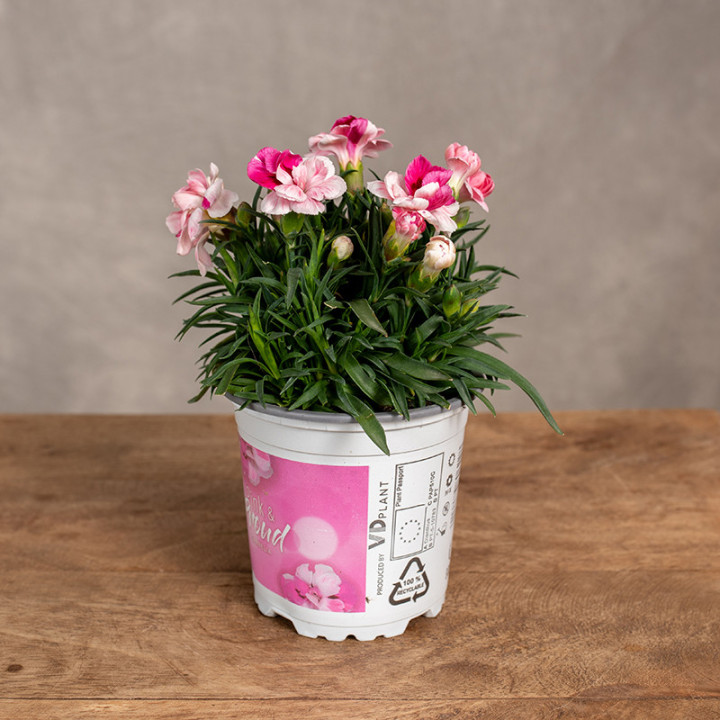 Goździk 'Sprint Pink & Proud' | Tomaszewski