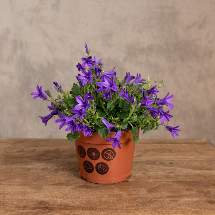 Kampanula Dzwonek dalmatyński | Tomaszewski