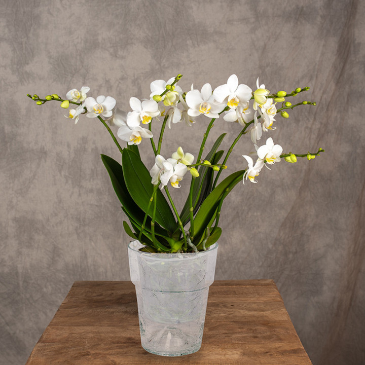 Storczyk Multiflora biały | Tomaszewski