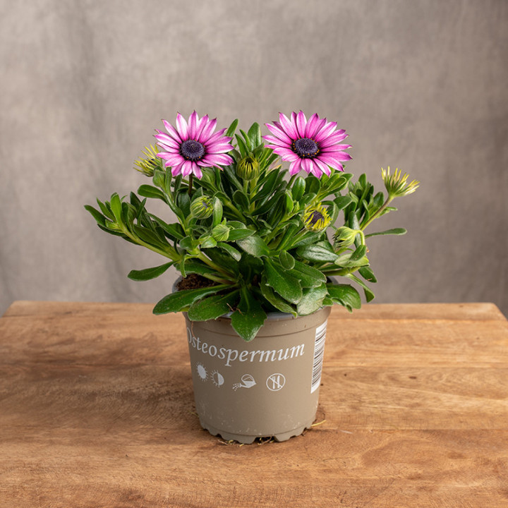 Stokrotka Afrykańska 'Margarita Dark Pink' | Tomaszewski