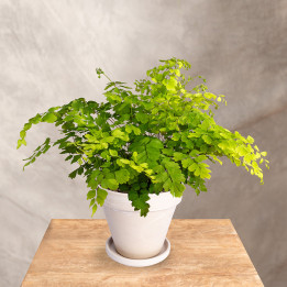 Adiantum | Tomaszewski