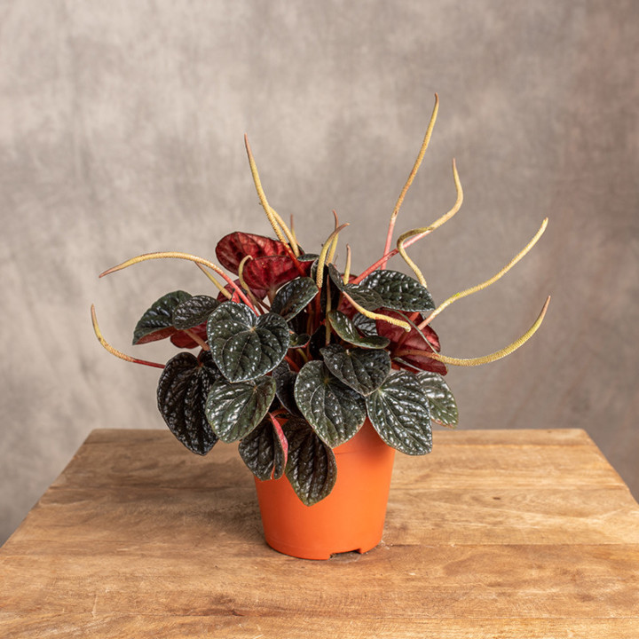 Peperomia 'Chocolate Ripple' | Tomaszewski