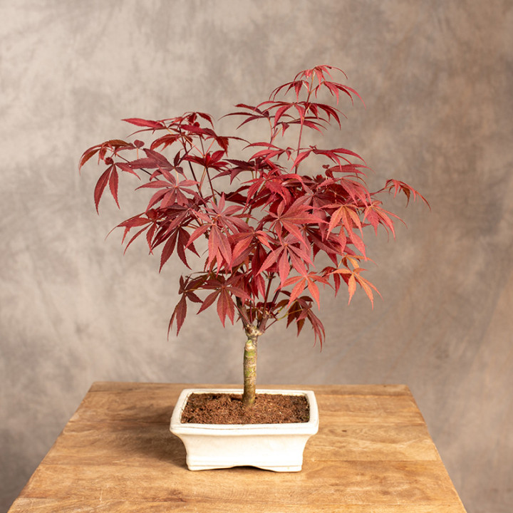 Klon palmowy Bonsai | Tomaszewski