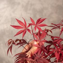 Klon palmowy Bonsai | Tomaszewski