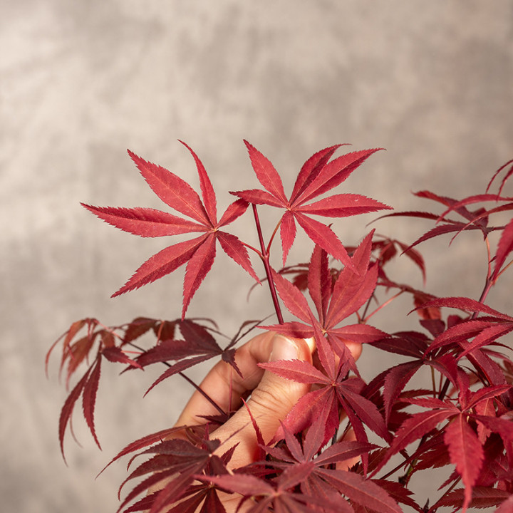 Klon palmowy Bonsai | Tomaszewski