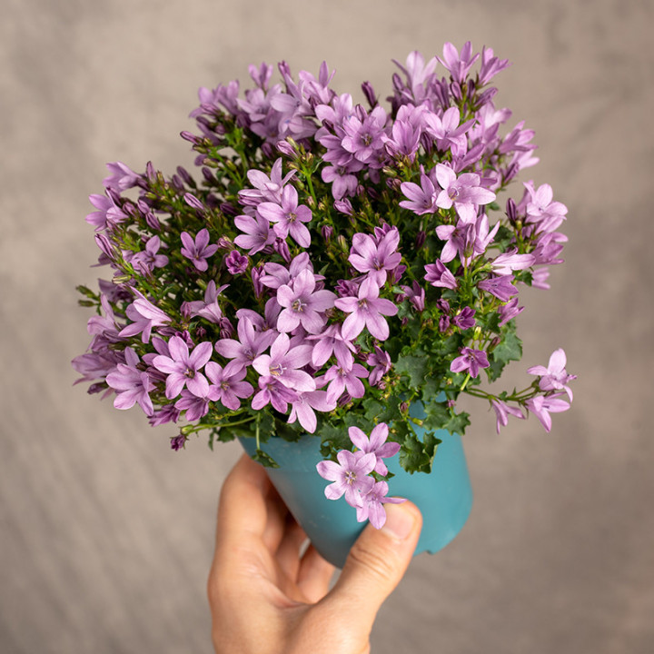 Kampanula 'Ambella Pink' | Tomaszewski