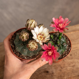 Gymnocalycium baldanium MIX kolorów | Tomaszewski