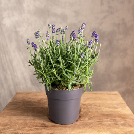Lawenda wąskolistna | Lavandula angustifolia