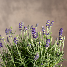 Lawenda wąskolistna | Lavandula angustifolia