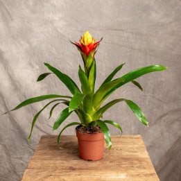 Guzmania 'Yeltix' | Tomaszewski