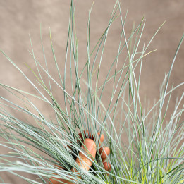 Lawenda wąskolistna | Lavandula angustifolia