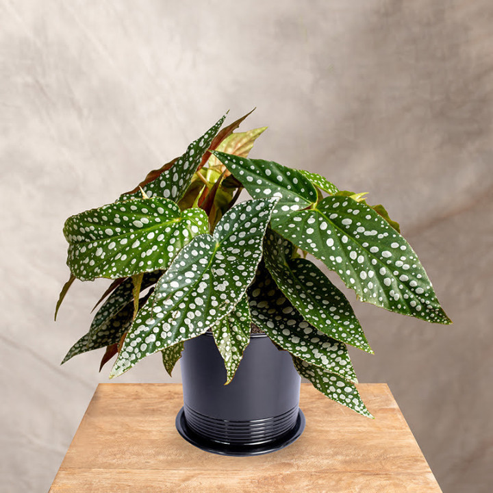 Begonia 'Double Dot' | Tomaszewski