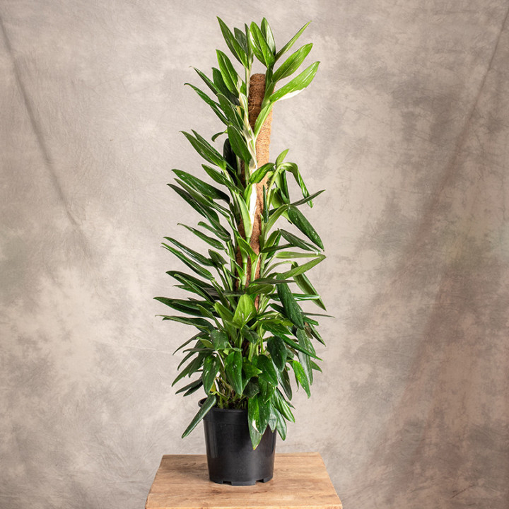 Filodendron 'Cobra' | Tomaszewski