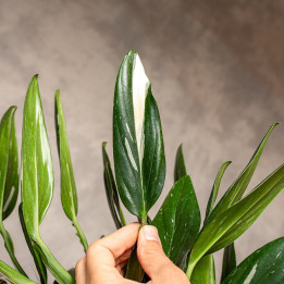 Filodendron 'Cobra' | Tomaszewski