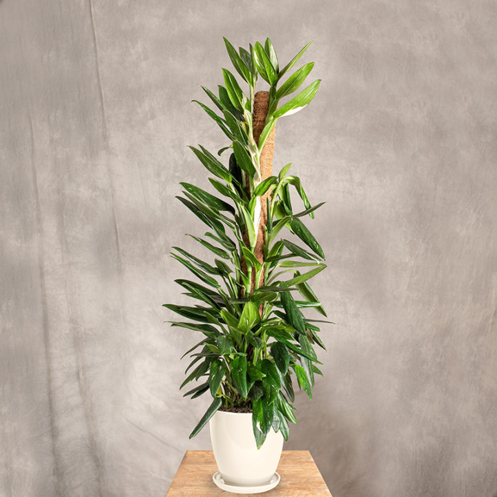 Filodendron 'Cobra' | Tomaszewski