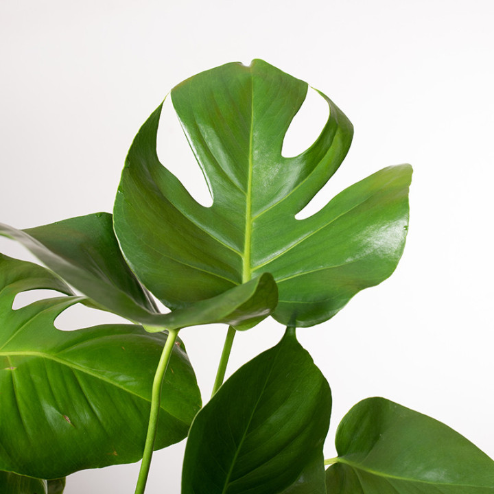 Monstera Dziurawa - Monstera Deliciosa