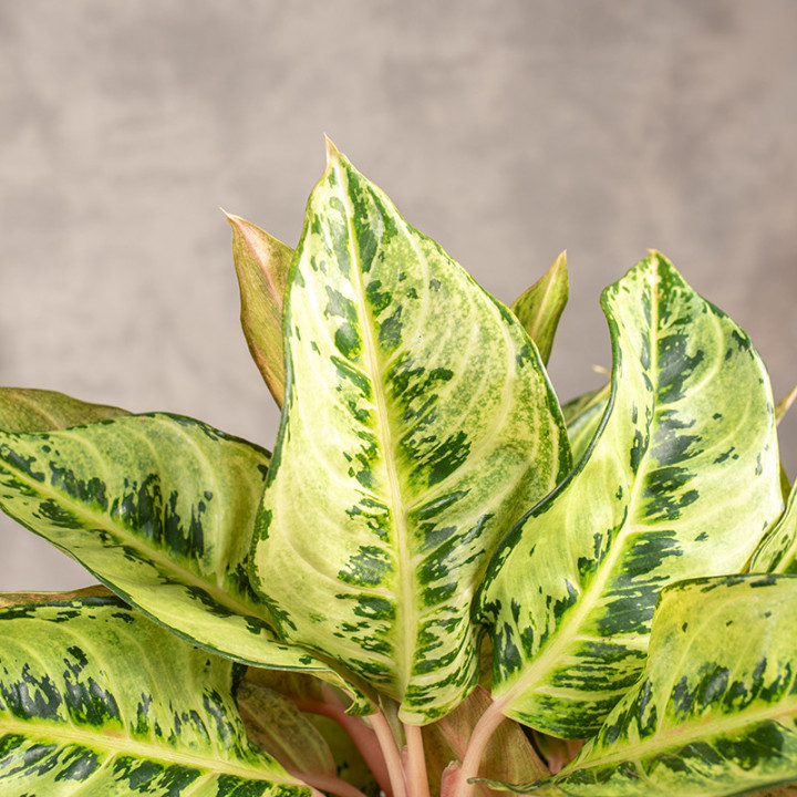 Aglonema 'Chartreuse Pretty' | Tomaszewski