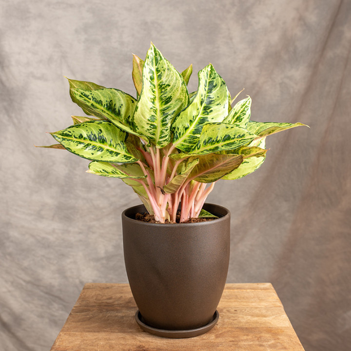 Aglonema 'Chartreuse Pretty' | Tomaszewski