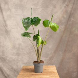 Alokazja Stingray | Duża | Alocasia macrorrhiza 'Stingray'