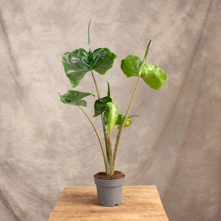 Alokazja Stingray | Duża | Alocasia macrorrhiza 'Stingray'