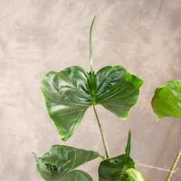 Alokazja Stingray | Duża | Alocasia macrorrhiza 'Stingray'