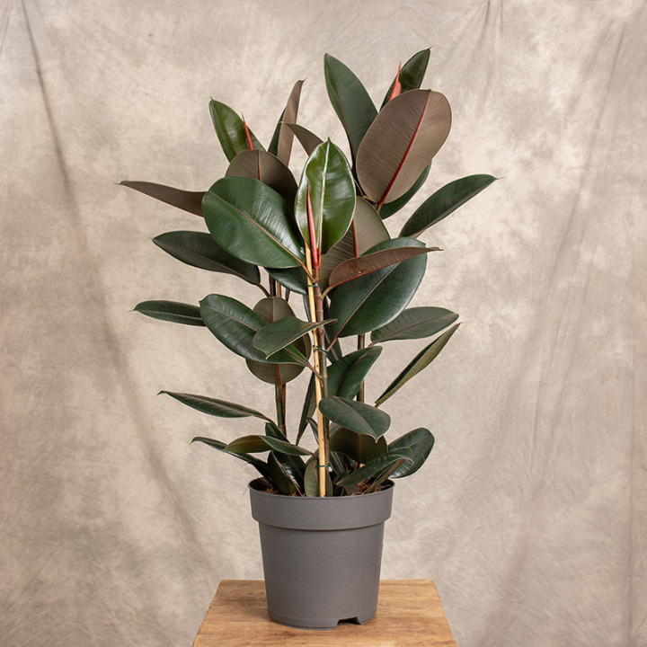 Fikus sprężysty 'Abidjan' | 3-pędowy | Duży | Ficus elastica 'Abidjan'
