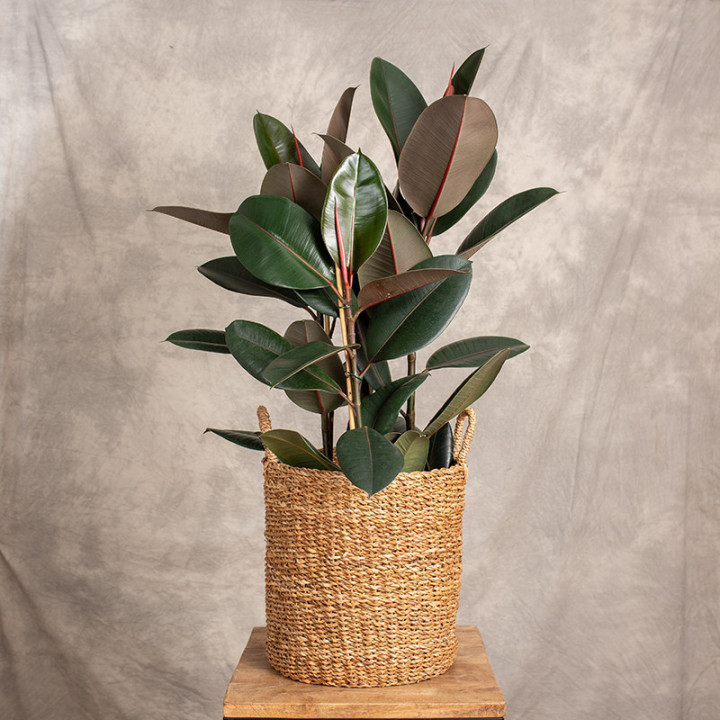 Fikus sprężysty 'Abidjan' | 3-pędowy | Duży | Ficus elastica 'Abidjan'