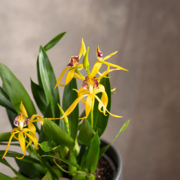 Storczyk 'Encyclia' | Tomaszewski