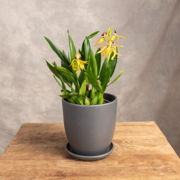 Storczyk 'Encyclia' | Tomaszewski