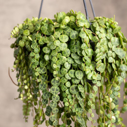 Peperomia prostrata 'Pepperspot' | Tomaszewski