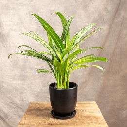 Aglaonema 'Cutlass' | Tomaszewski
