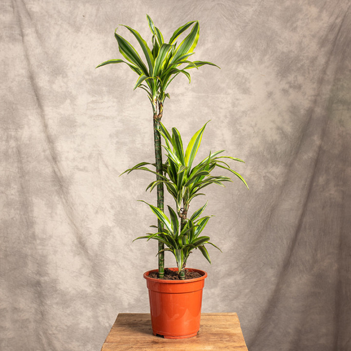Dracena 'Lemon Lime' 3 Pędy | Tomaszewski