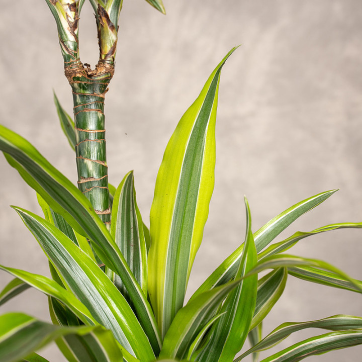 Dracena 'Lemon Lime' 3 Pędy | Tomaszewski