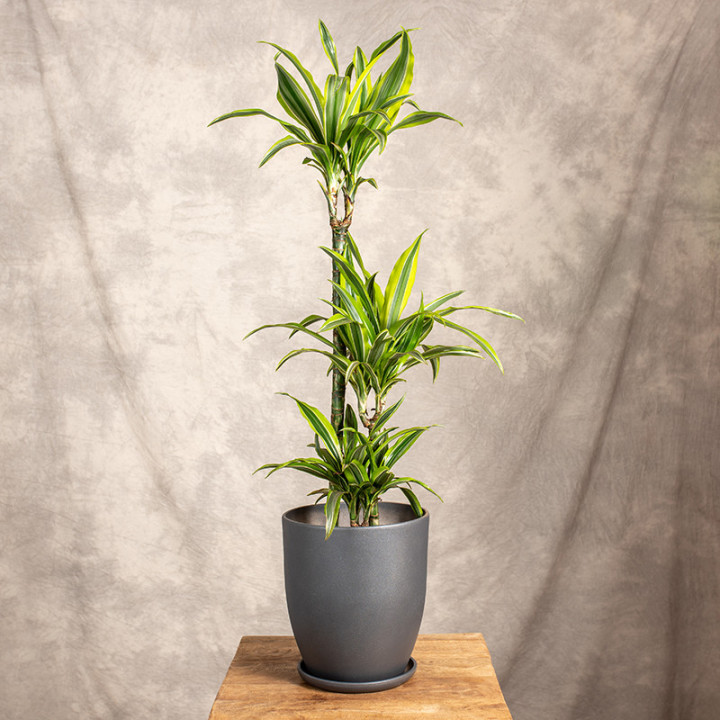 Dracena 'Lemon Lime' 3 Pędy | Tomaszewski