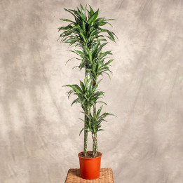 Dracena 'Ulises' 4 Pędy | Tomaszewski