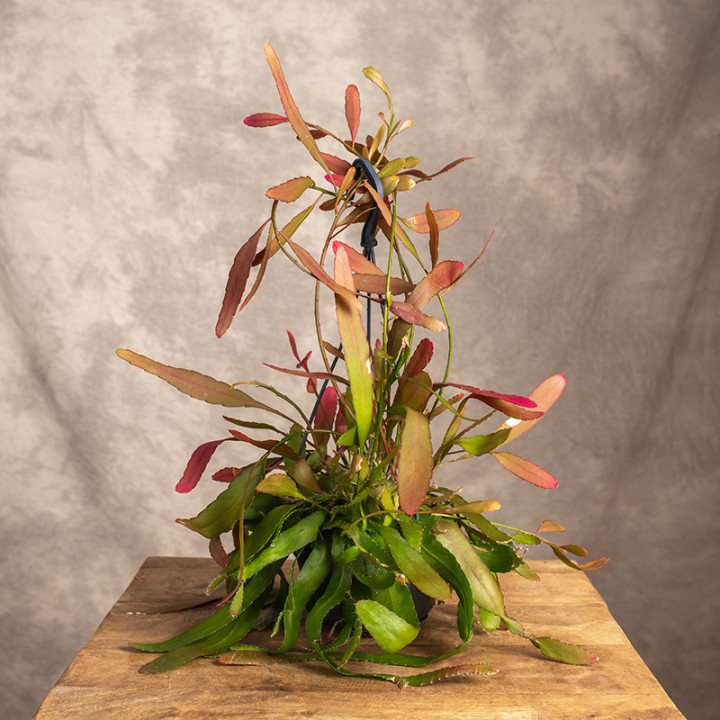 Rhipsalis 'Red Coral' | Tomaszewski