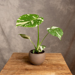 Monstera 'Thai Constellation' | Tomaszewski