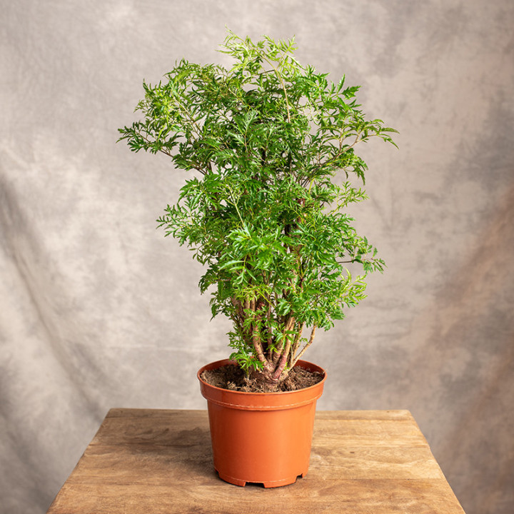 Polyscias fruticosa 'Ming' | Tomaszewski