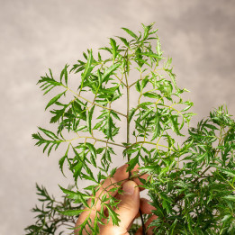 Polyscias fruticosa 'Ming' | Tomaszewski
