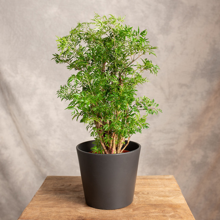 Polyscias fruticosa 'Ming' | Tomaszewski