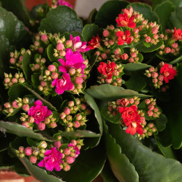 Kalanchoe MIX kolorów | Tomaszewski