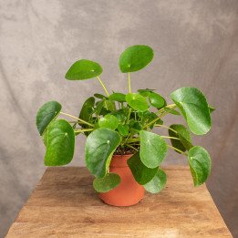 Pilea peperomiowata - Pieniążek