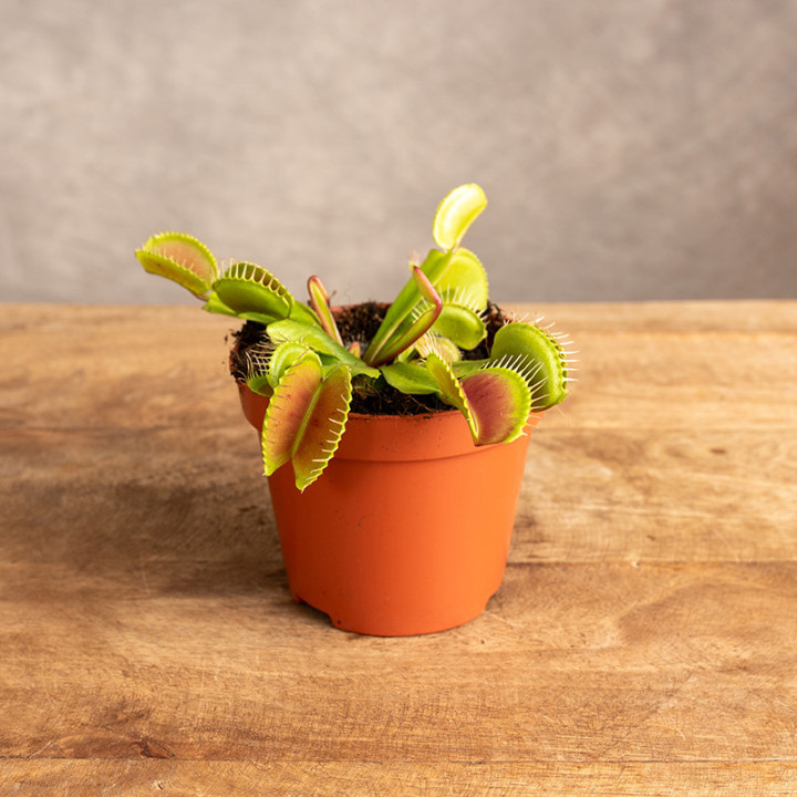 Muchołówka amerykańska | Dionaea muscipula