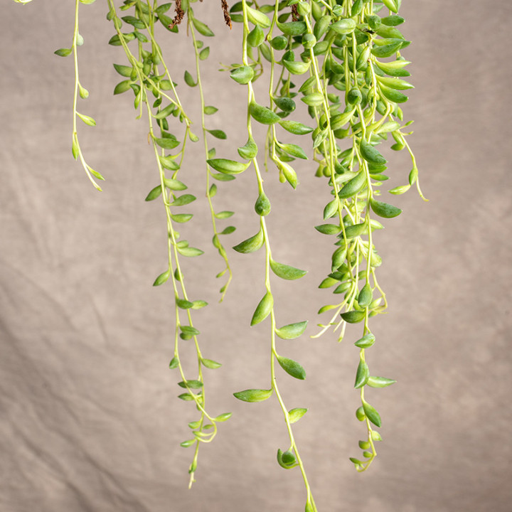 Senecio herreianus | Wiszące
