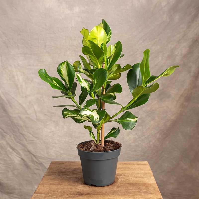 Kluzja 'White Star'