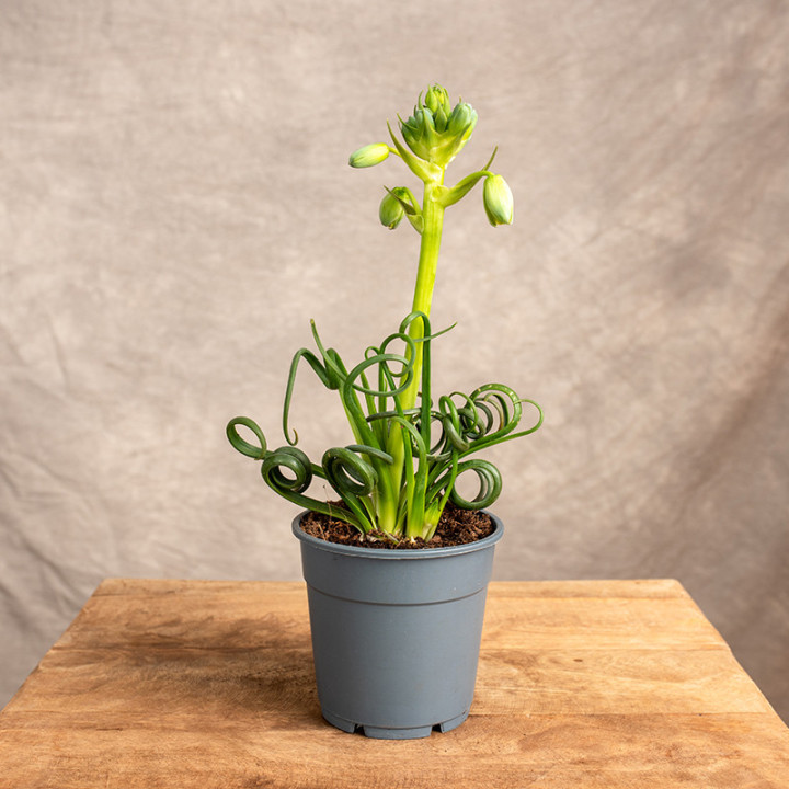 Albuca spiralis 'Frizzle Sizzle'