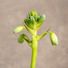 Albuca spiralis 'Frizzle Sizzle'