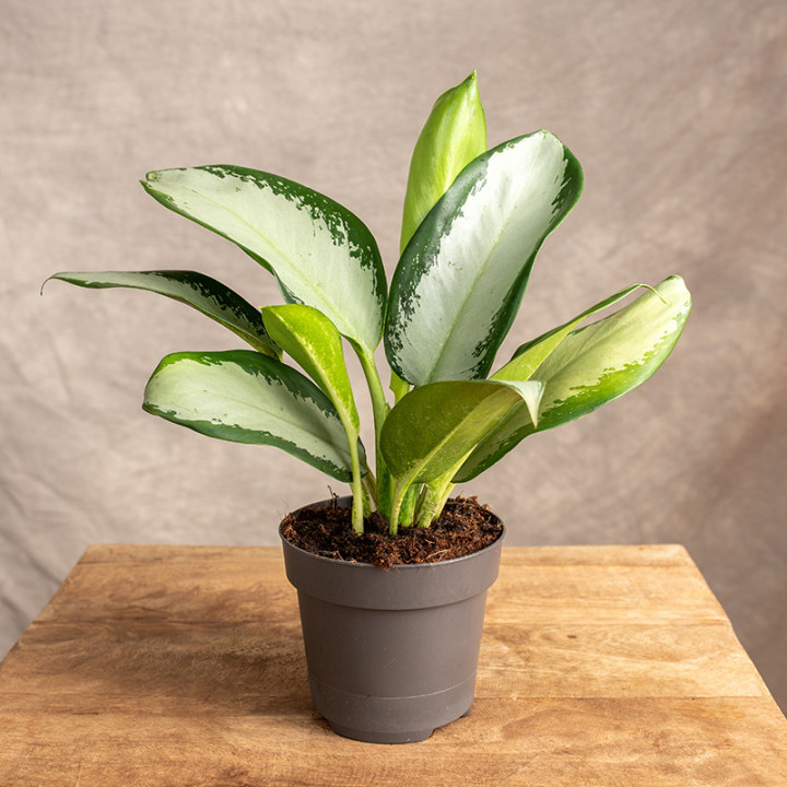 Aglonema 'Silver Blue' | Tomaszewski